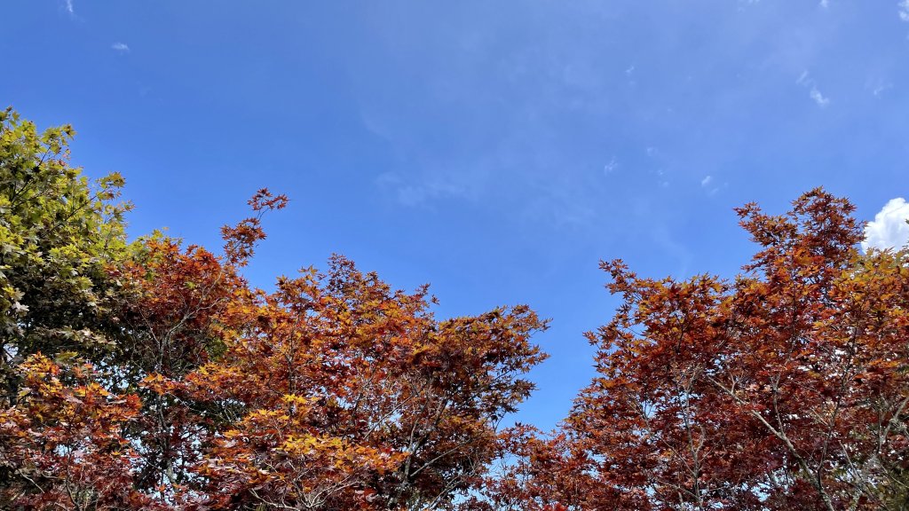 立秋的太平山健行→森鐵蹦蹦車→茂興懷舊步道→見晴古道_1826719