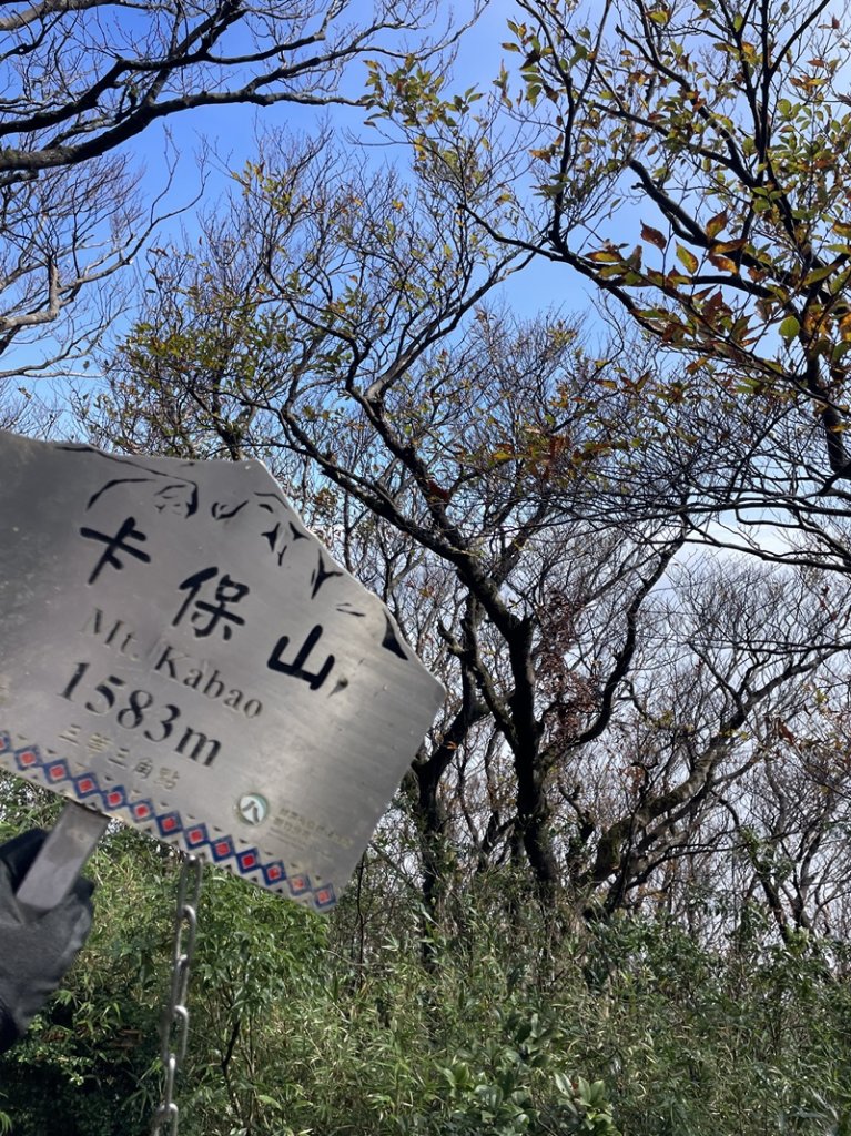 卡保逐鹿山毛欅_2935525