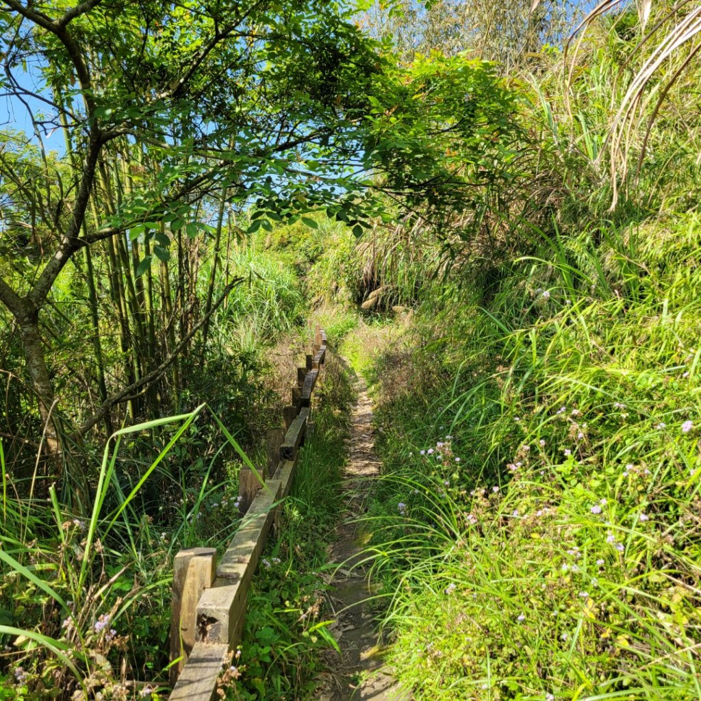 大埔大巃三角點步道_1667516