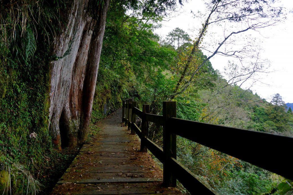 檜山巨木森林步道_481486