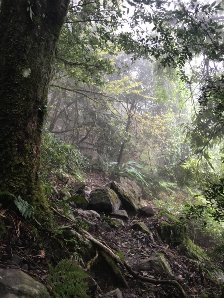 雪見大板根森林_914711