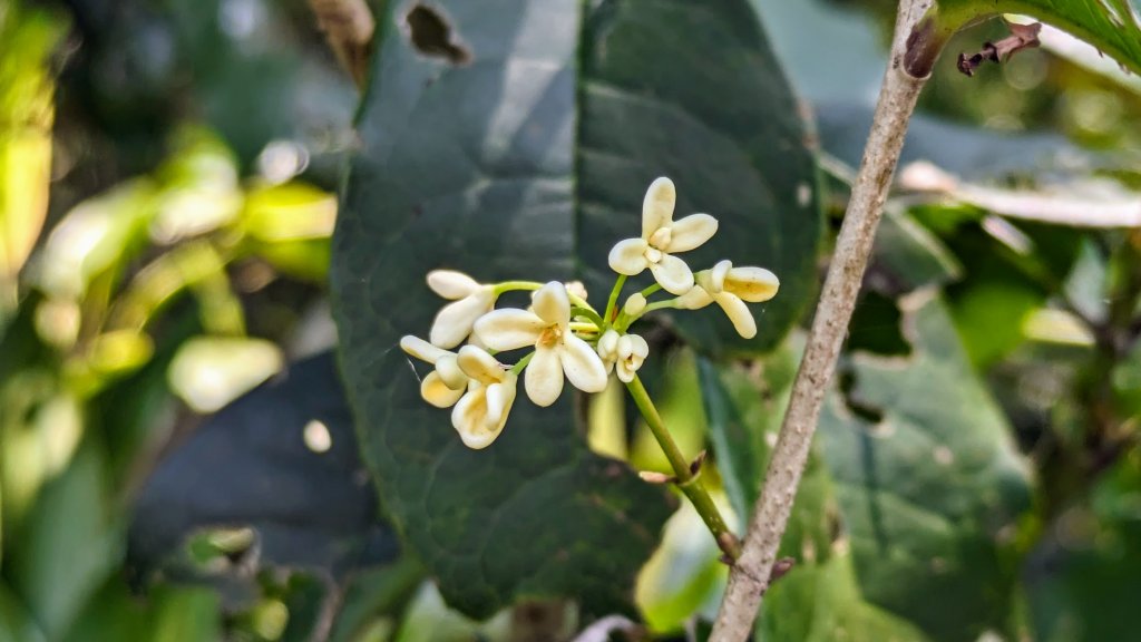 大尖山的小花_2471036