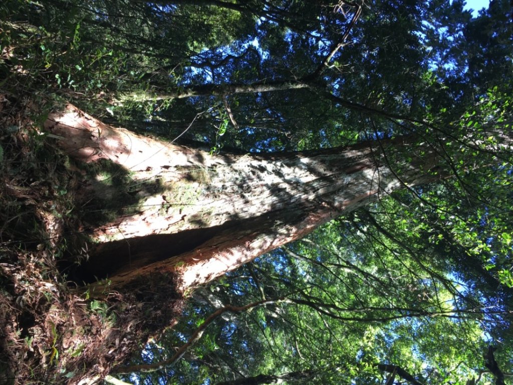 鳥結o. (內鳥嘴、那是山封面圖