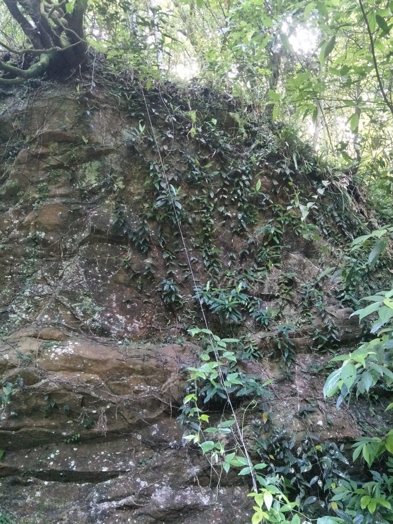 獅仔頭山登山步道_1707616