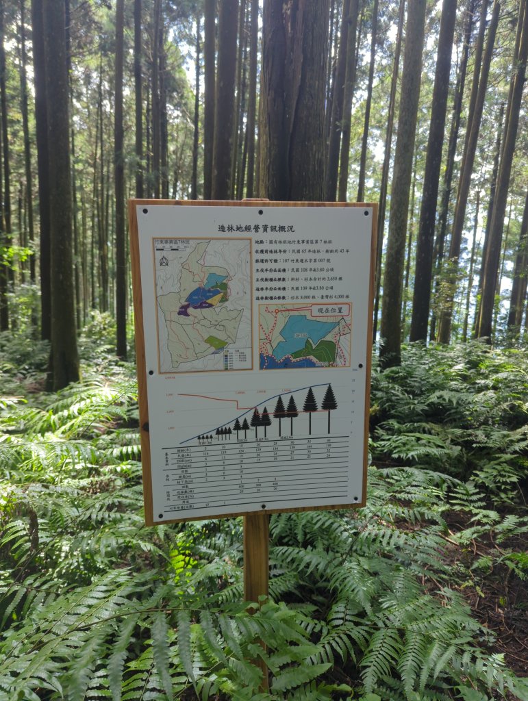 2025.07.13－漫步於森林中：鵝公髻山_2835477