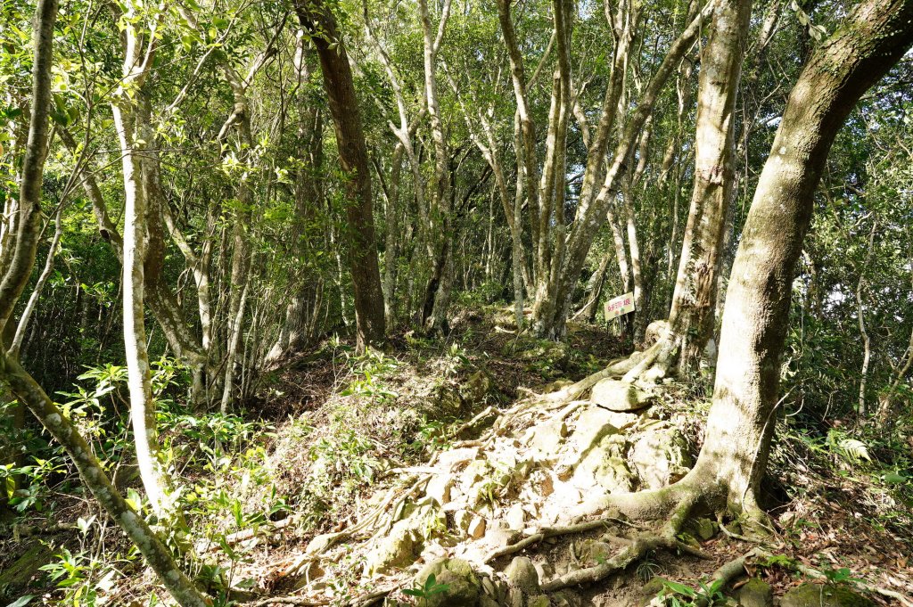 新竹 關西玉山、赤柯山、東獅頭山、西獅頭山、馬福山_2665905