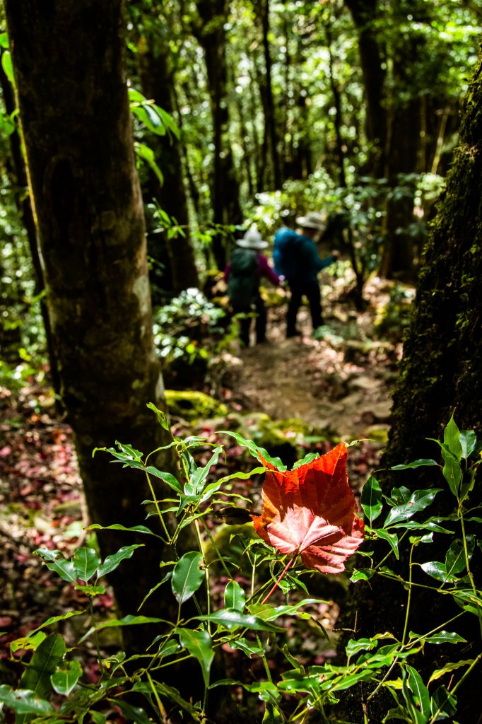 稍來山楓葉林_2960869