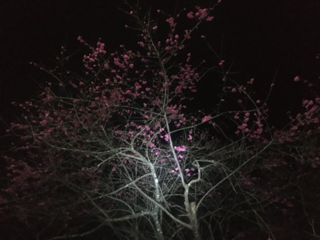 芃芃溫泉♨️、櫻花🌸封面圖