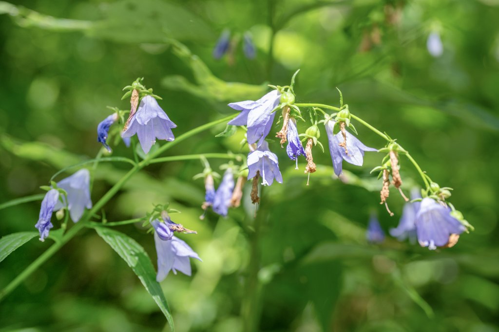 錶銀座/上高地-槍岳逆走-燕岳_2937176