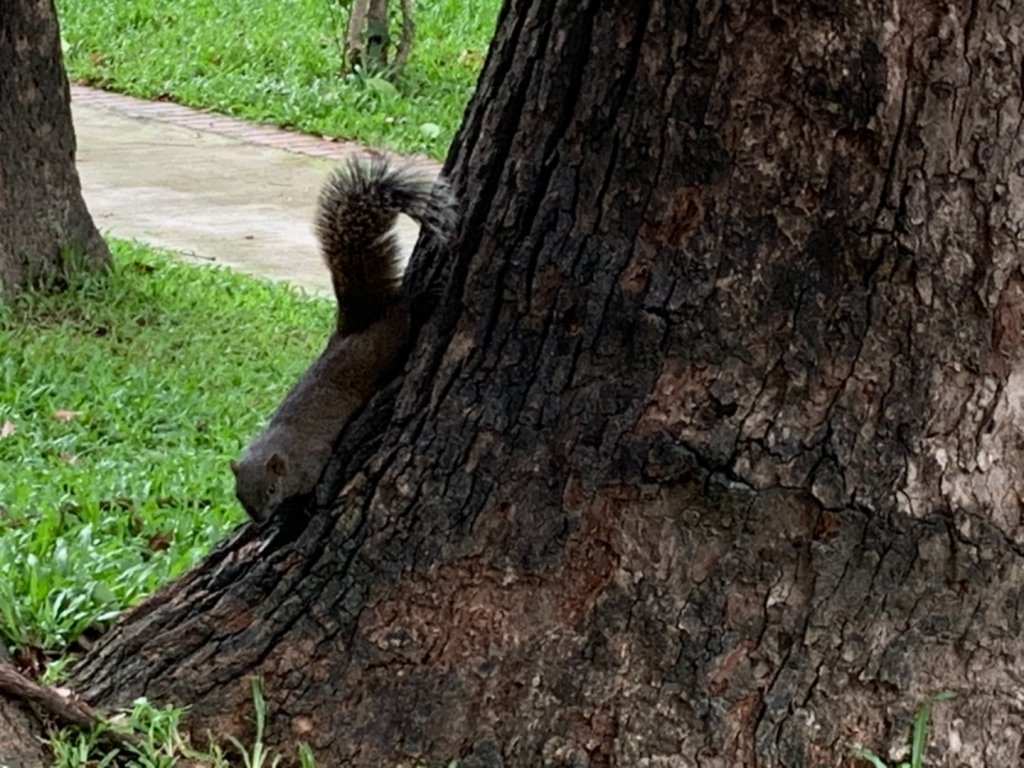 台中公園、砲台山_656003