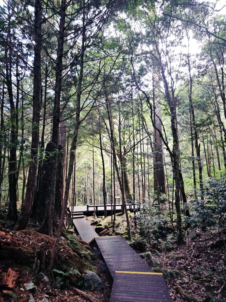 大雪山森林遊樂區森林浴步道_2966010