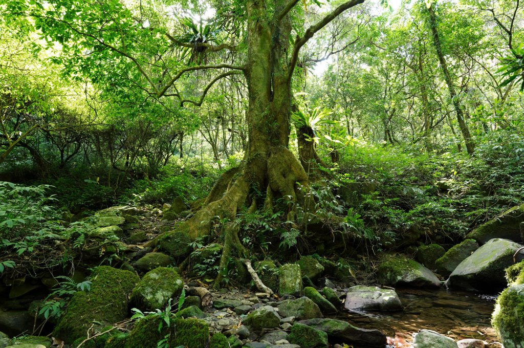 新北 坪林 東坑山、建牌崙、梳妝頂山、梳妝樓山_2405173