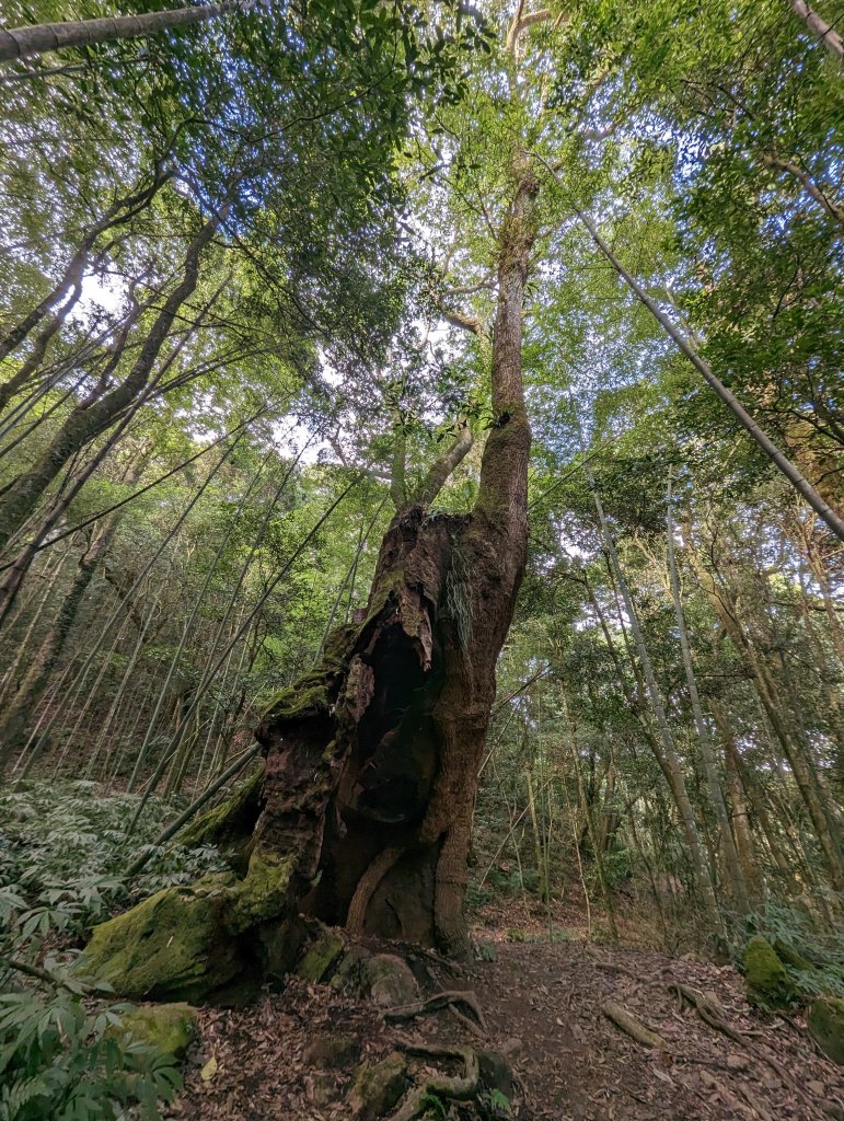 【小百岳055】雲林 石壁山_1959480