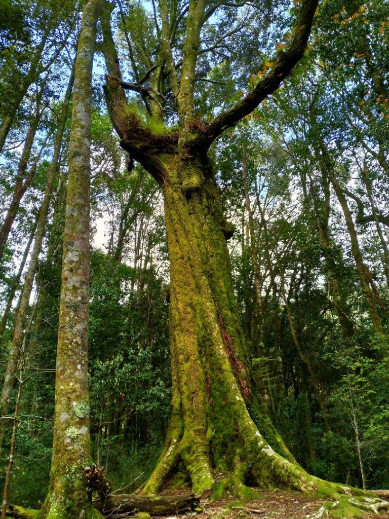 觀霧瀑布步道_1662972