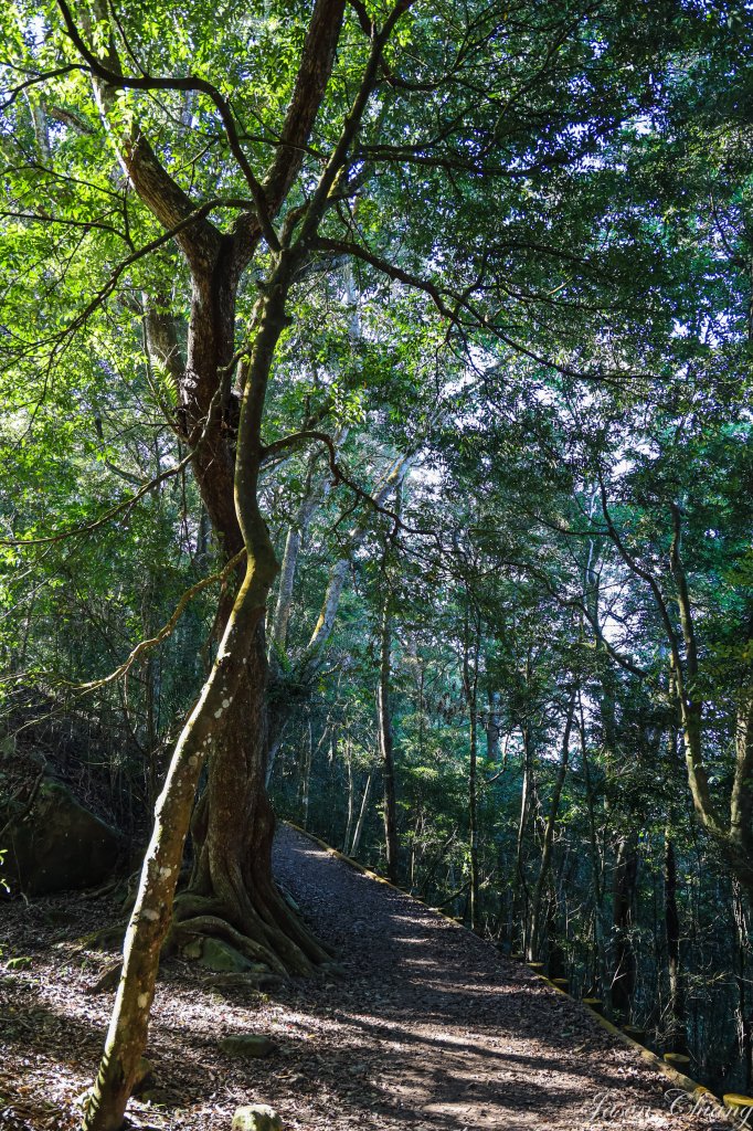 [苗栗]馬那邦山_2355136