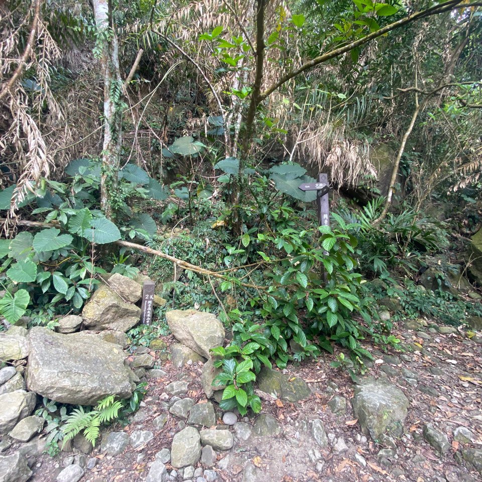 台南大凍山 1241M 小百岳#63_1270926