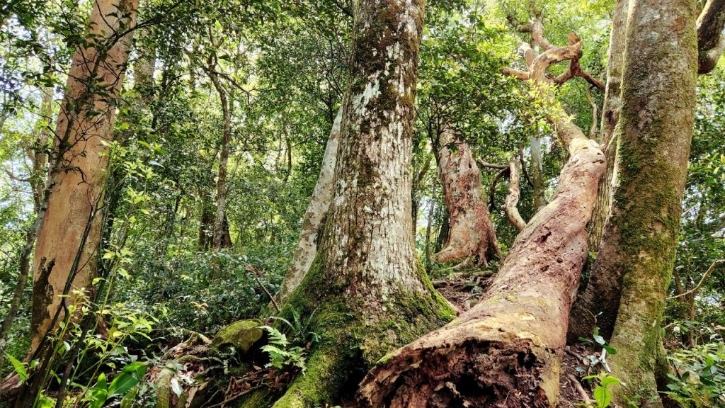 【中級山】與山毛櫸的邂逅，逐鹿山_2742653