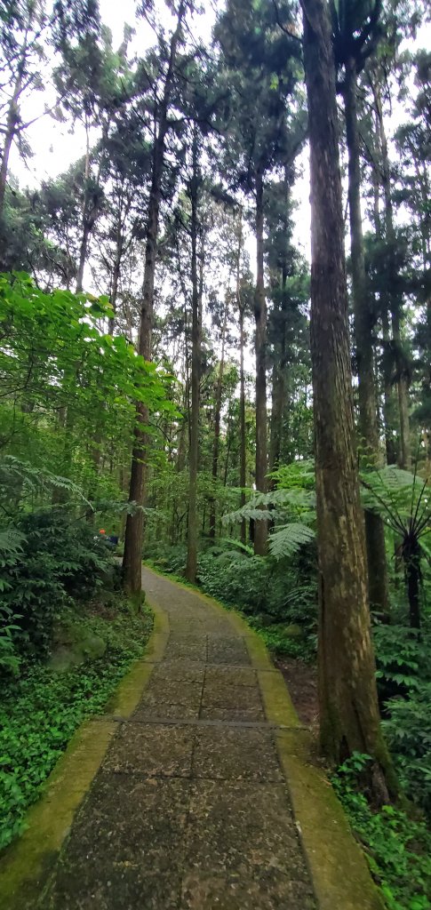 2024-05-19溪頭自然教育園區_2507976