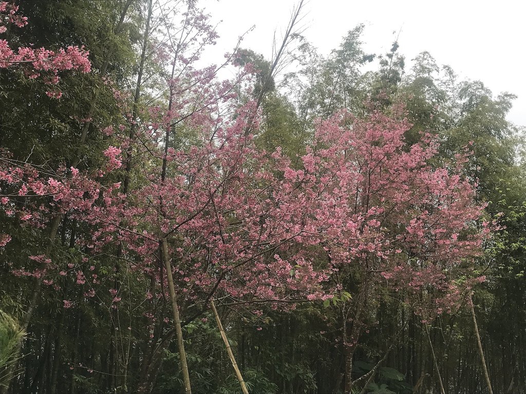 ~  集 集 大 山  ~_1634122