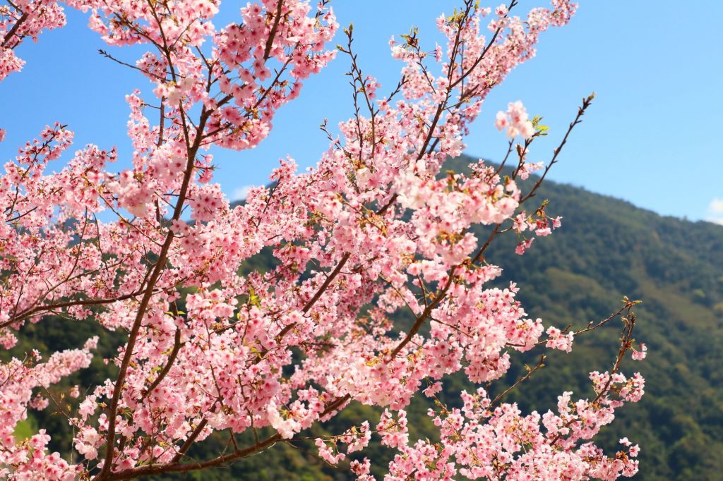 拉拉山的櫻花_286561