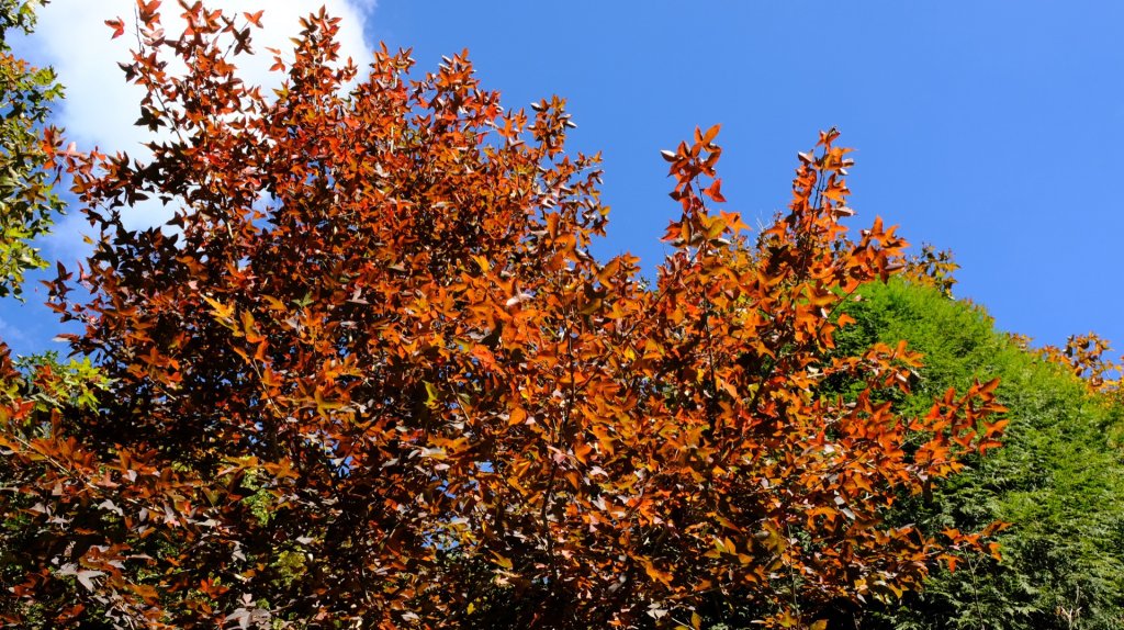 秋高氣爽的五元兩角_1619901