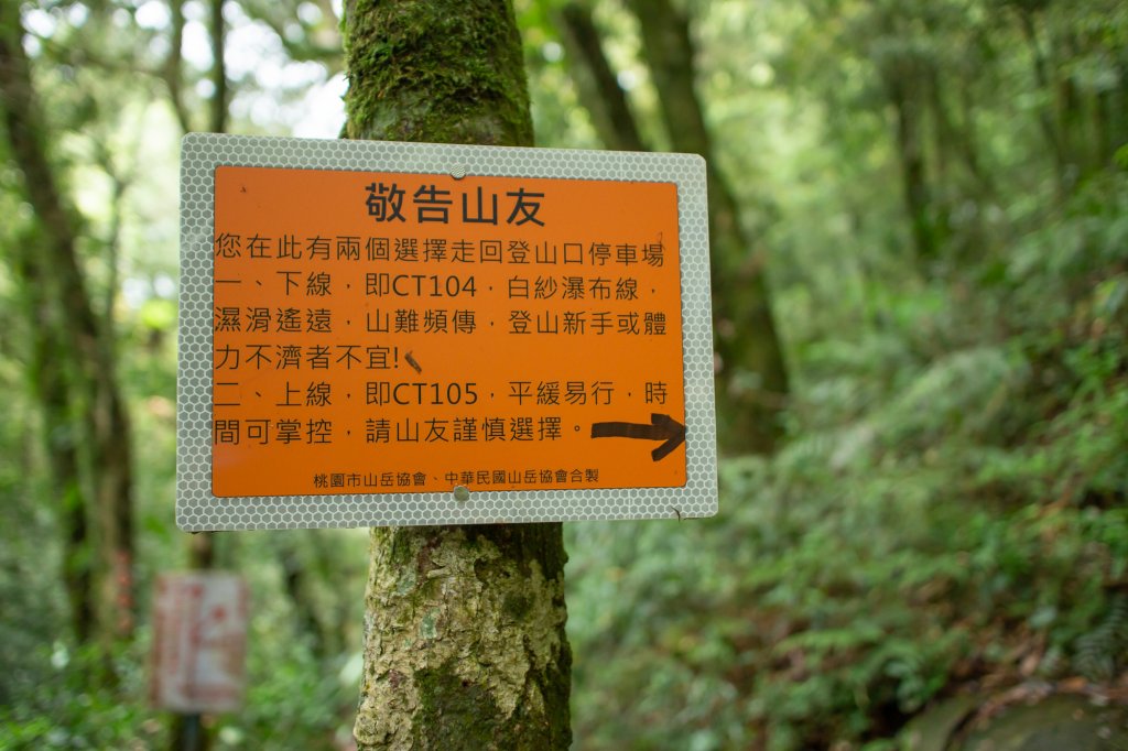 赫威神木群步道_1876462