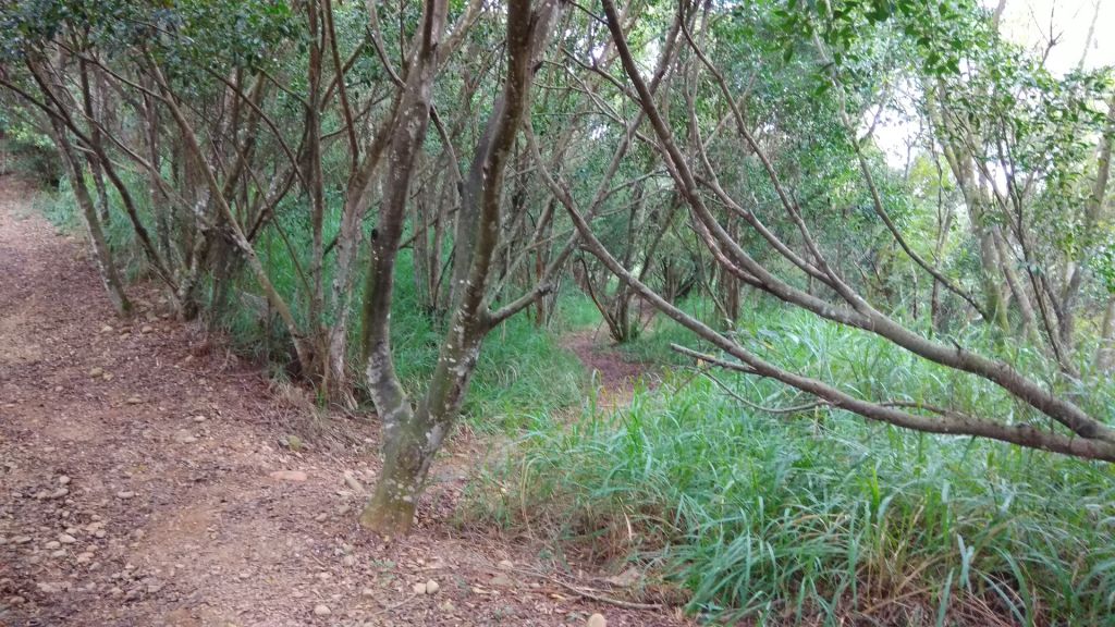 大肚山環保公園步道_203780