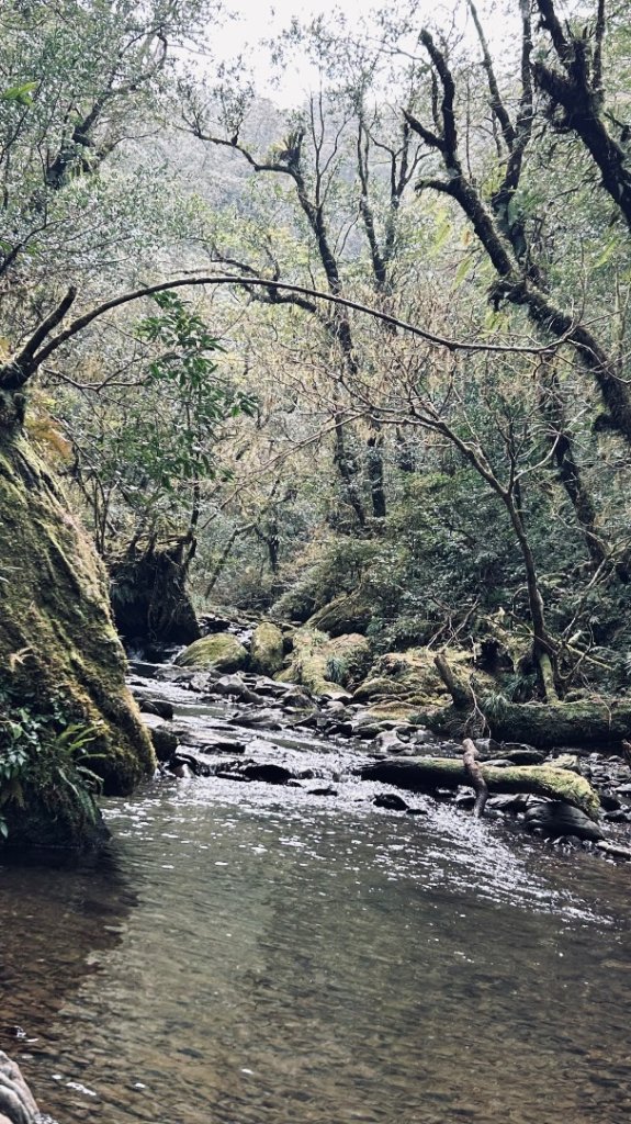 復興赫威神木_2748191