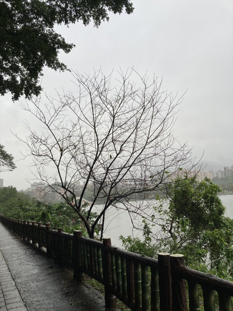 禽鳥天堂的大湖公園、施工封閉的大港墘公園【走路趣尋寶】_1925989