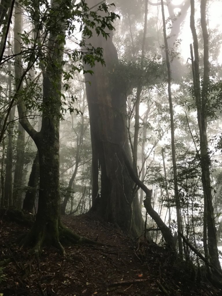 雪見大板根森林_914741