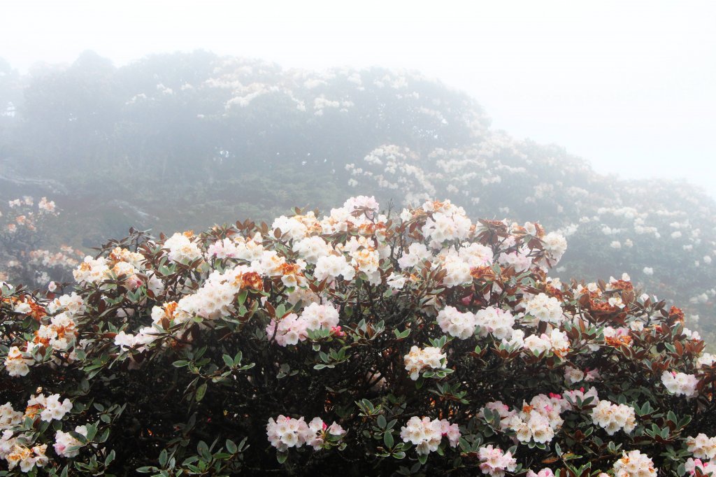 南湖煙雨 帝王下杜鵑群芳出塵仙姿 ! _589529