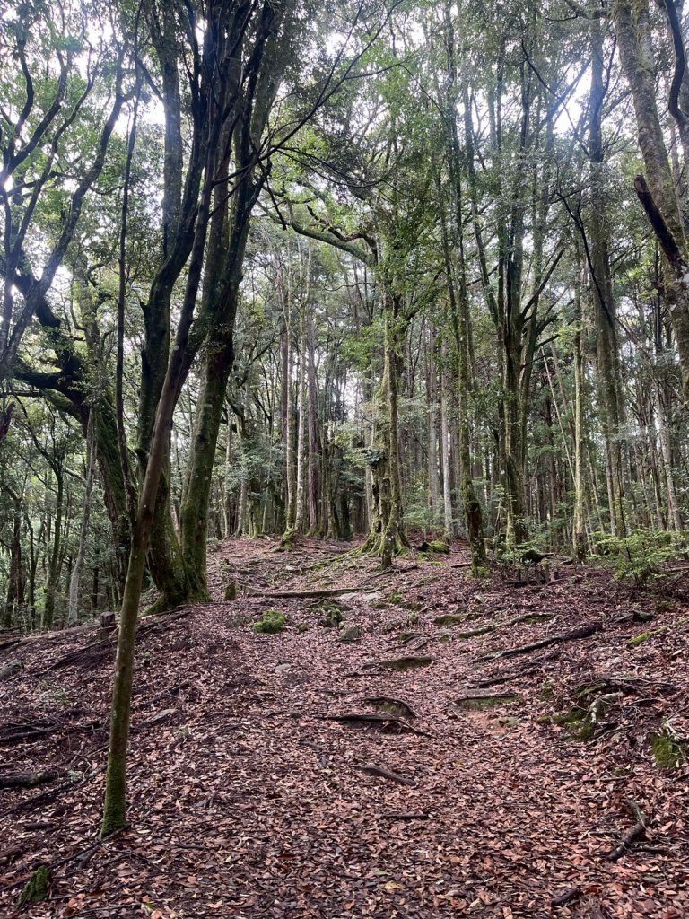 新竹 五峰 觀霧國家森林遊樂區 觀霧瀑布步道+賞鳥步道_2811436