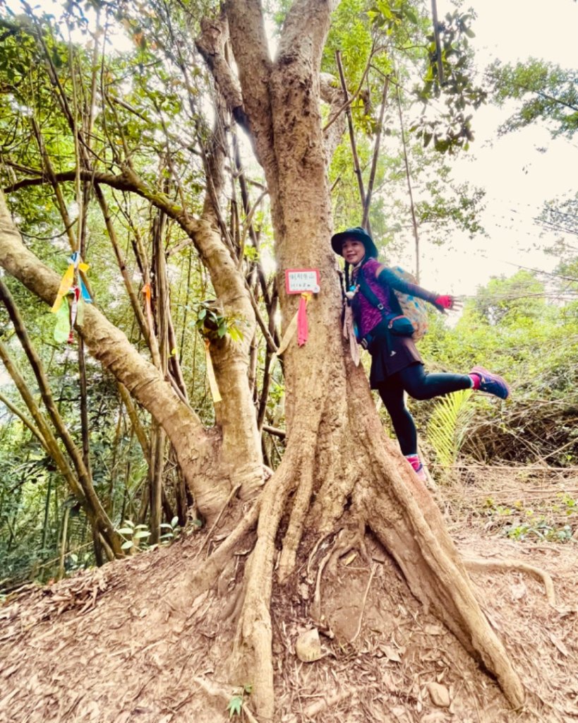 飛牛縱走-飛鳳山-中坑山-板根森林🌳-倒別牛山封面圖