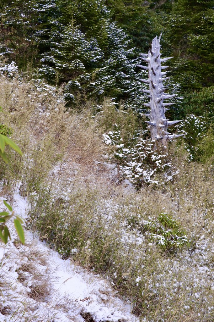 雪山西稜縱走_832558