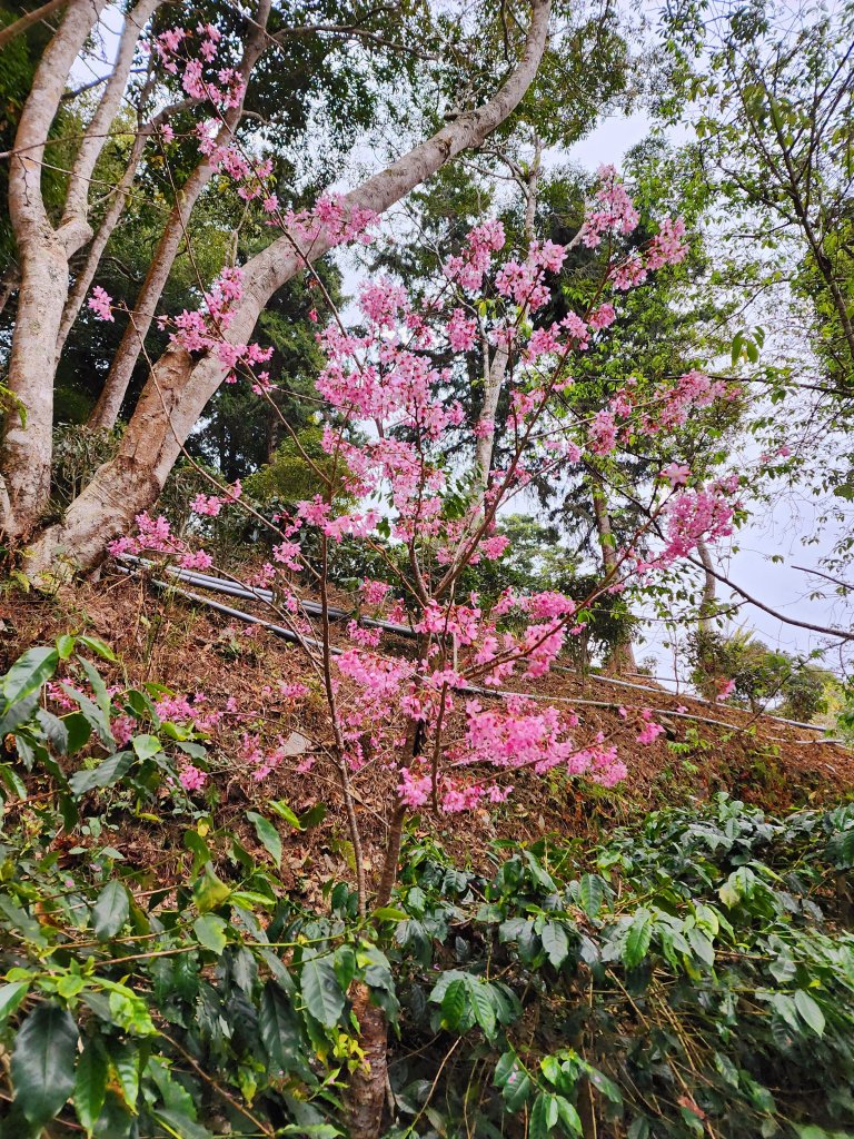 小百岳集起來-藤枝山封面圖