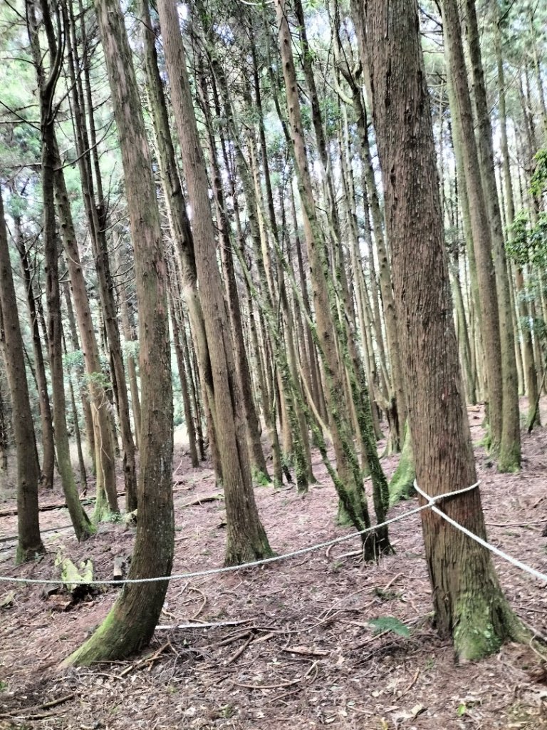 檜山巨木群步道_2250277