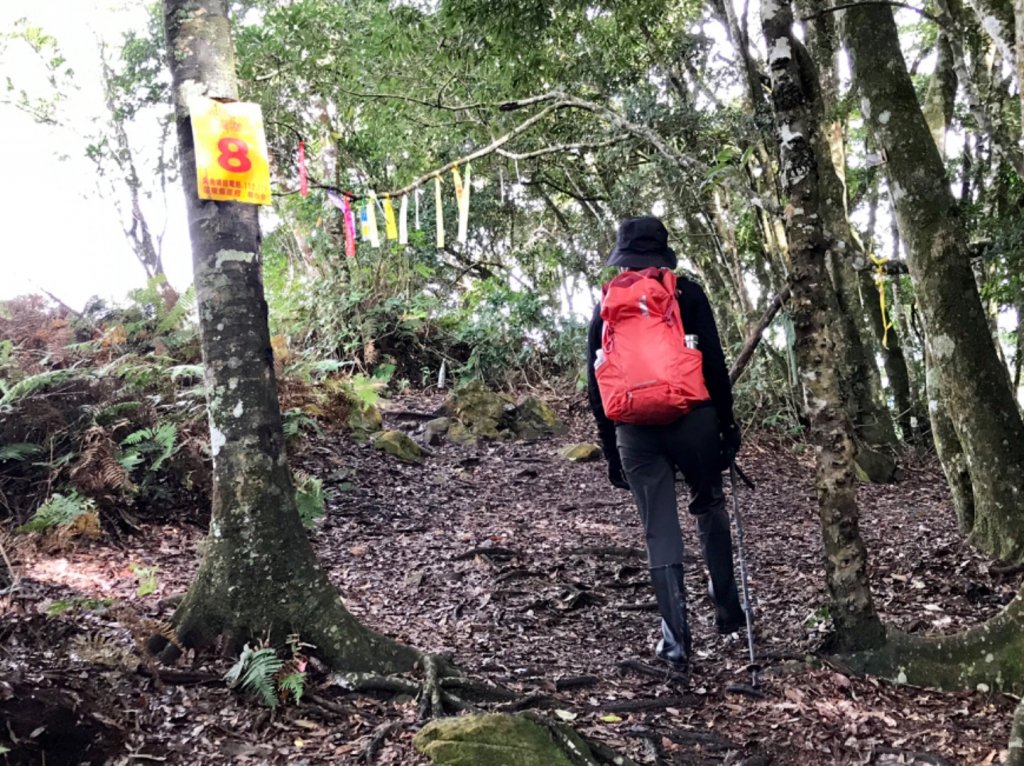 水雲之鳳 上島山_491334