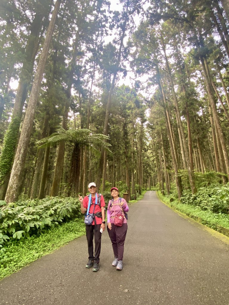 溪頭散步悠遊    2024.5.20_2517689