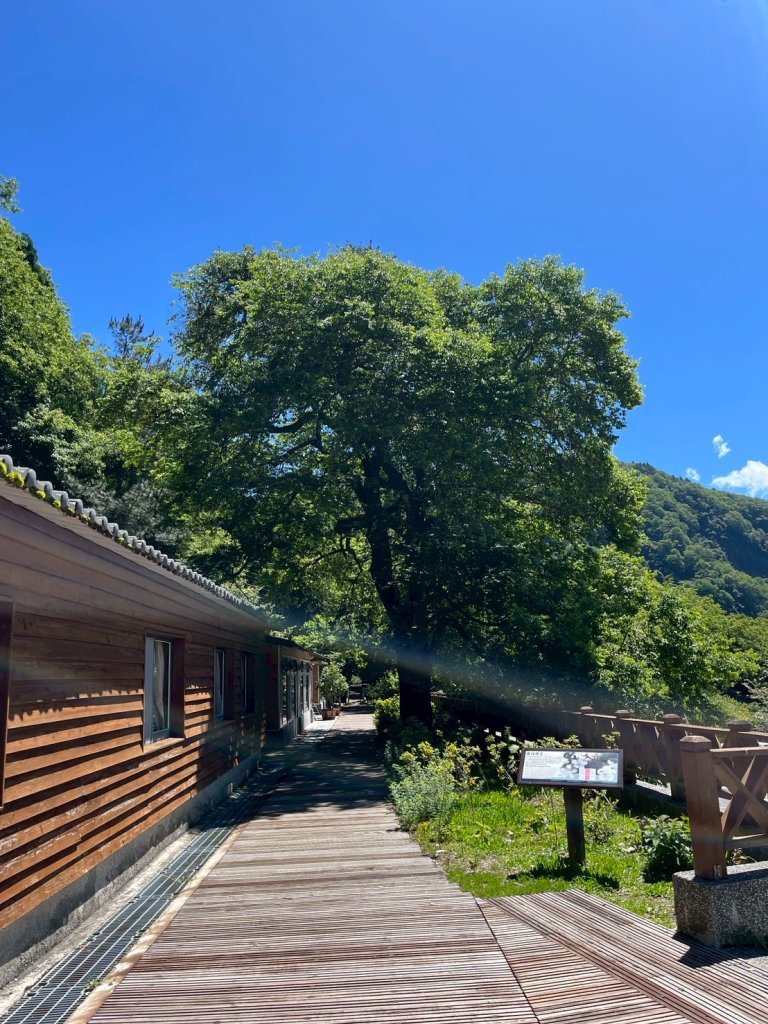 新竹 五峰 觀霧國家森林遊樂區 大鹿林道西線 榛山步道_2811369
