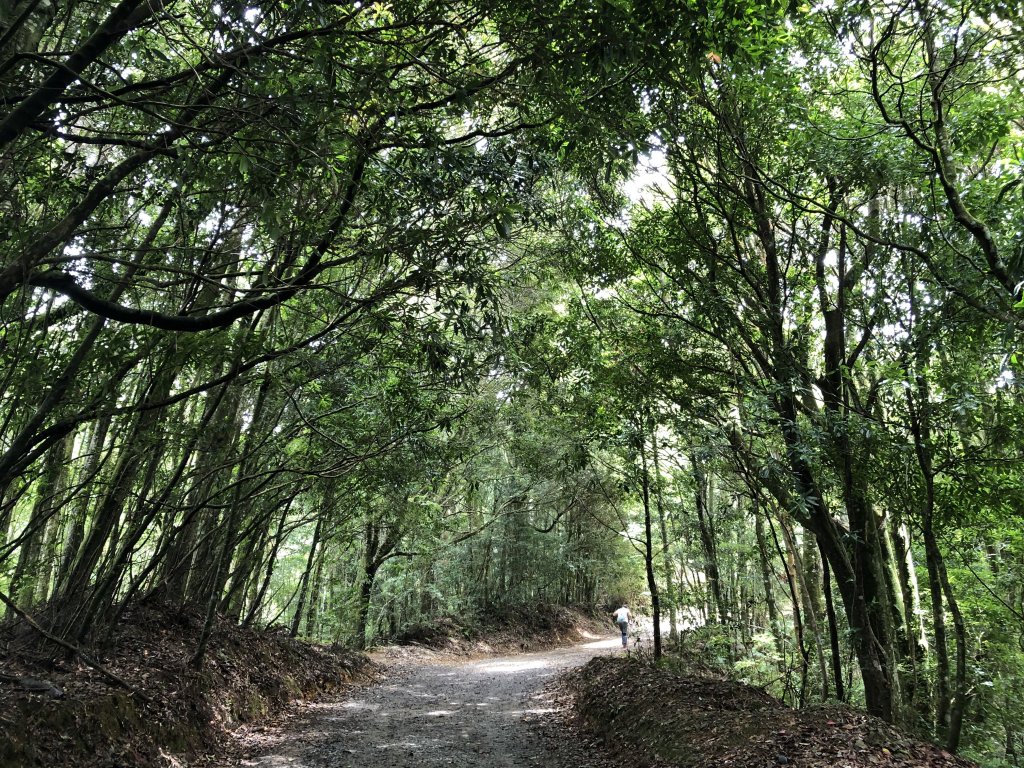 雪見遊憩區/司馬限林道/東洗水山_1086201