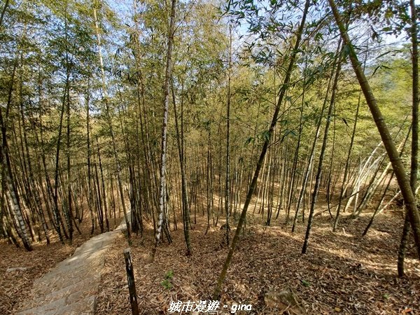 【南投魚池草屯】竹海漫步超悠閒。 孟宗竹林古戰場x中興新村_2071476