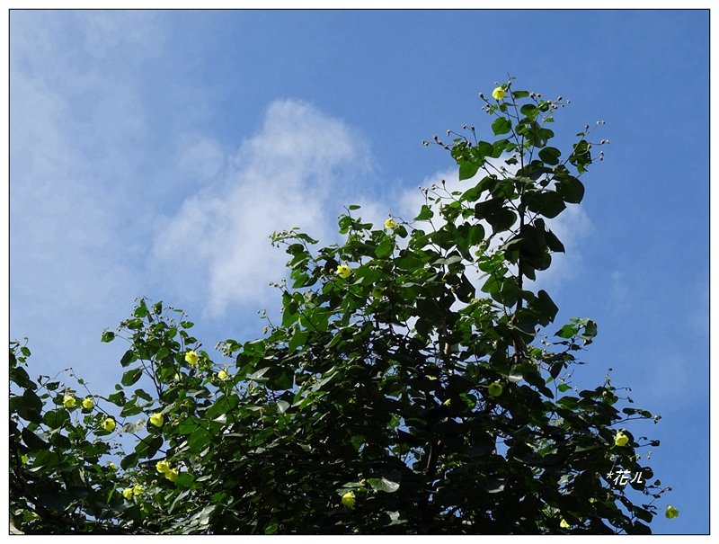 夏日/黃槿的花開_1417597