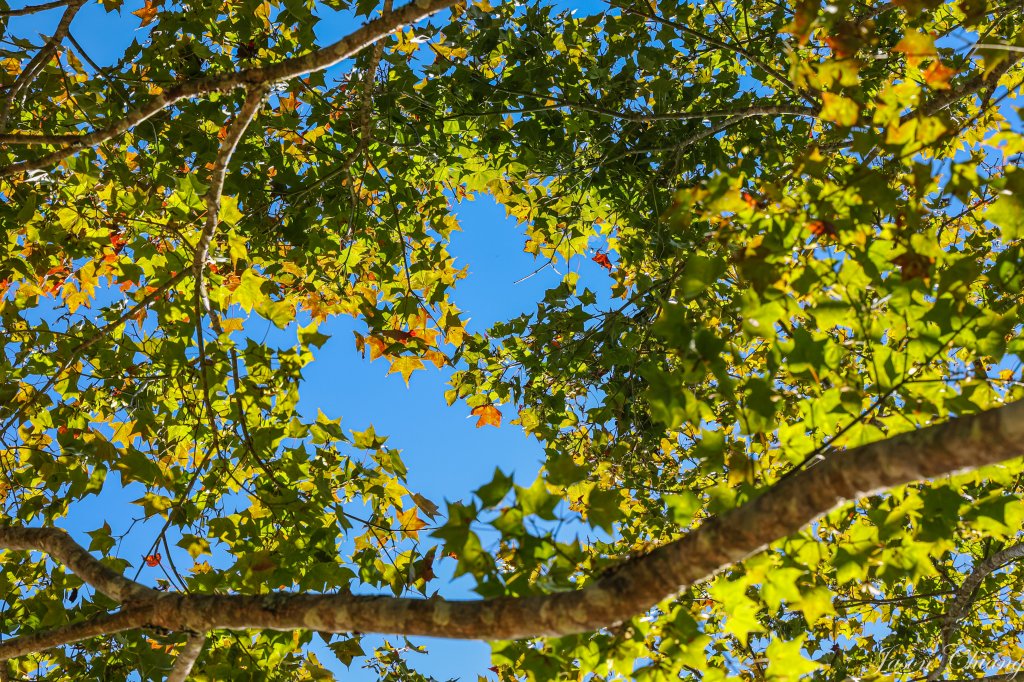 [苗栗]馬那邦山_2355173