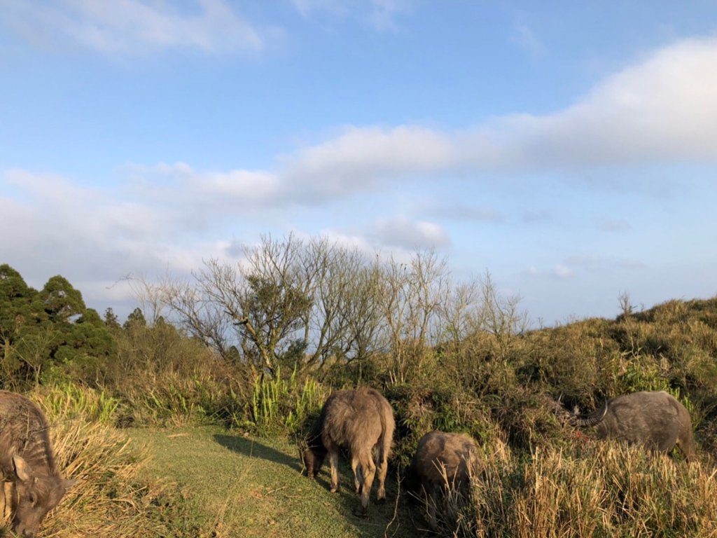 20200201_冷水坑-擎天崗-風櫃嘴_821836