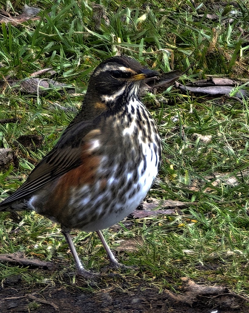 [紐約馬之行-50] 2025_1109~11 回到冰島/美國_2952733