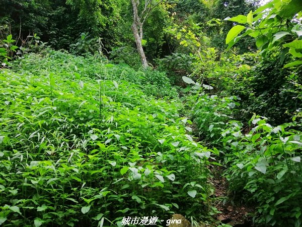 【嘉義。大埔】手腳並用之無止盡的攀爬~回憶一次就夠了。 小百岳集起來。編號65小百岳~三腳南山_1485451