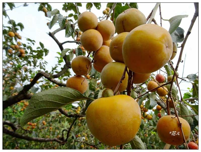 2021嘉義/番路鄉柿子節_1487301