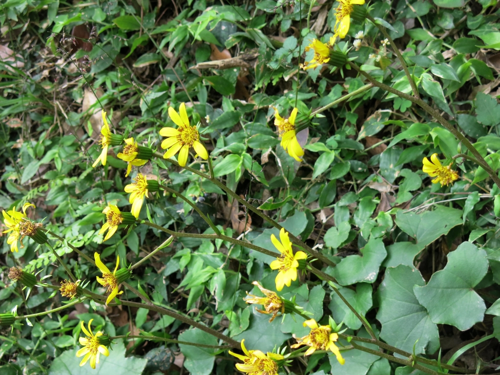 步道小旅行-草山西段五連走_4021