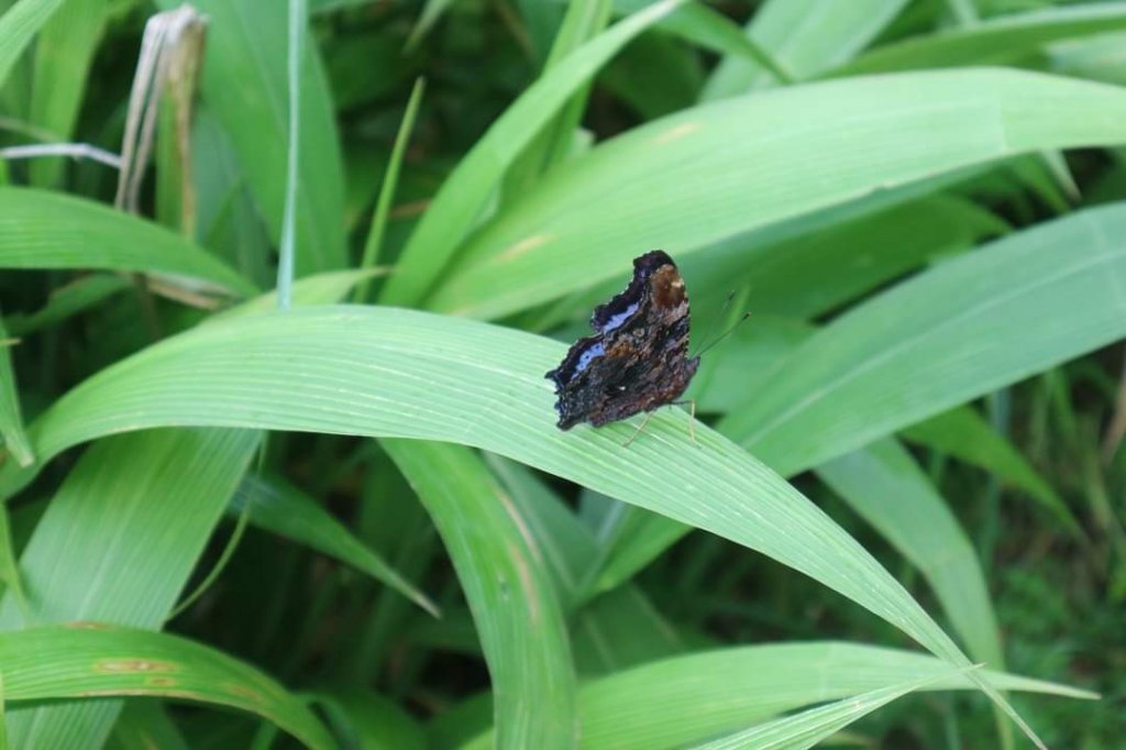 〔陽明山 〕面天山 向天山 向天池 二子坪步道。火山口湖 獨特生物蚌蟲 向天蝦（豐年蝦）_2235518