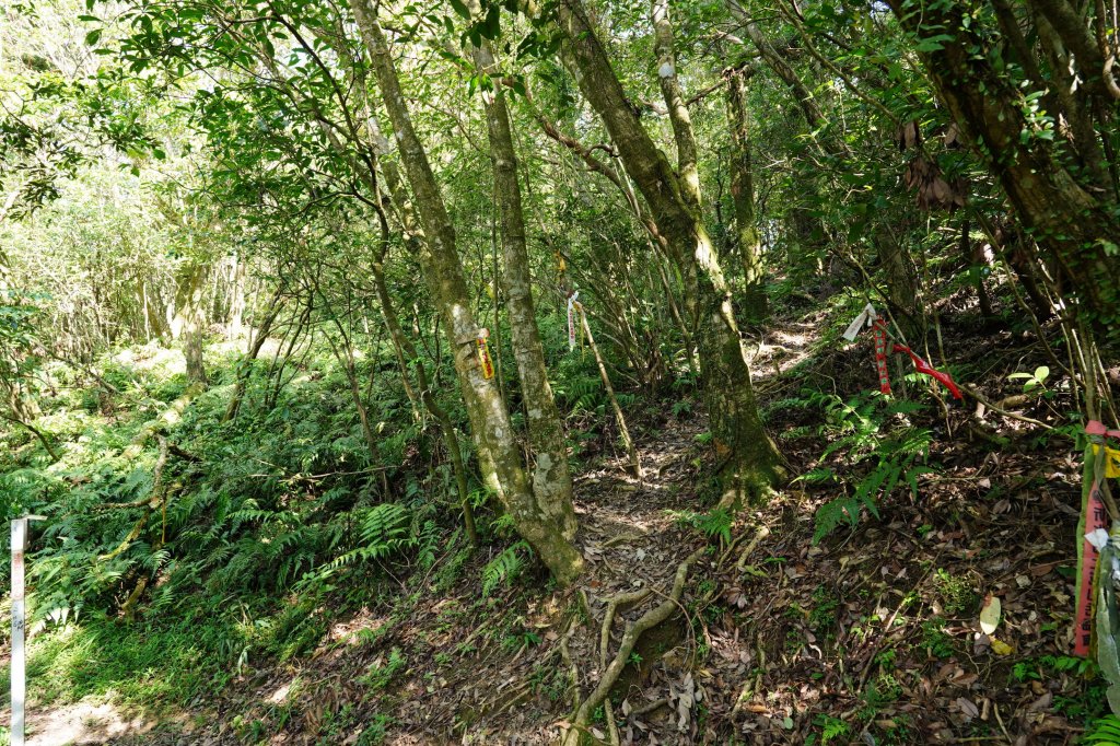 新北 雙溪 溪尾寮山、東柑腳山、柑腳山_2581805